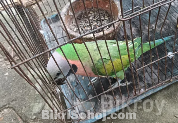 Red-breasted parakeet